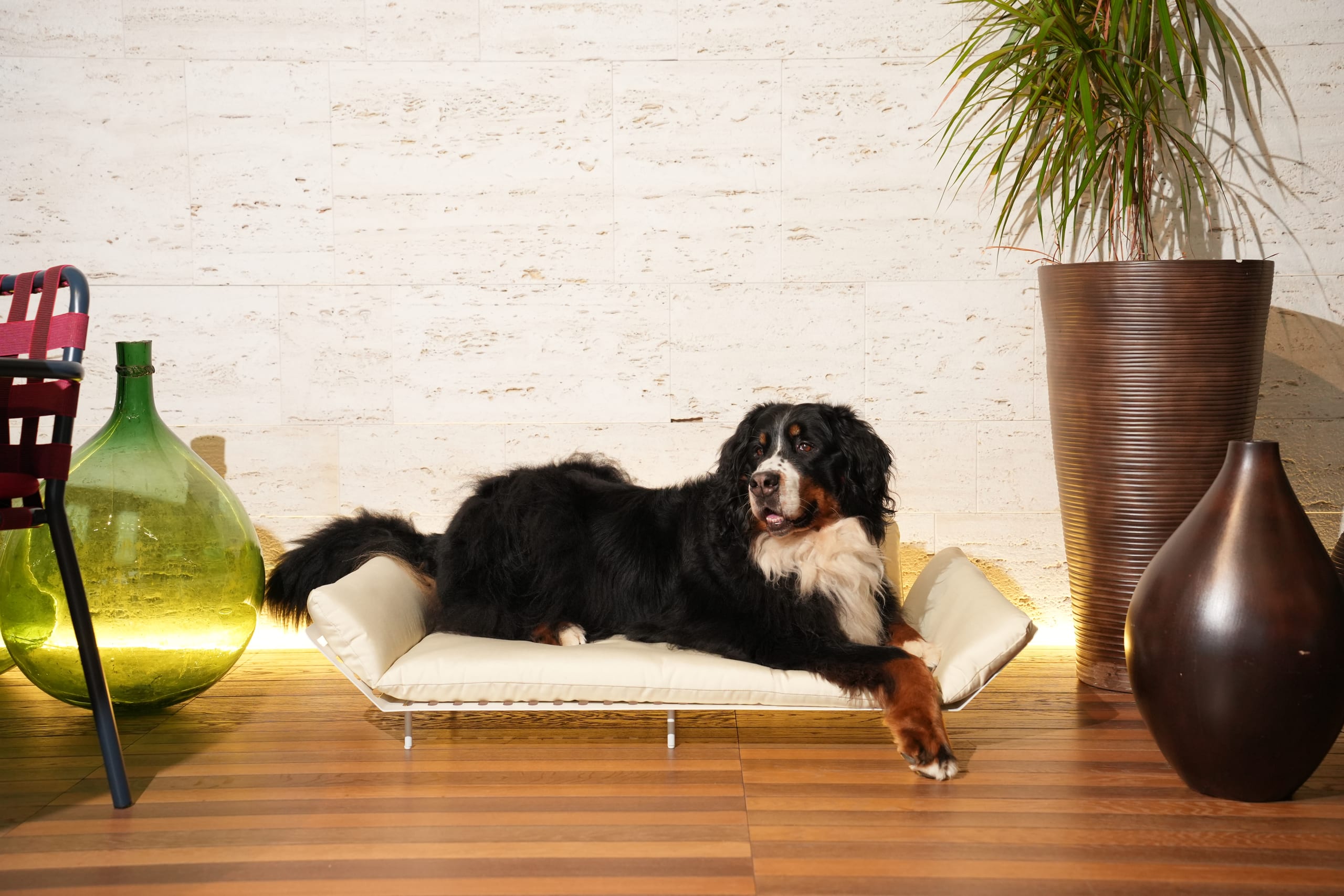 Cane su un divanetto Musonero